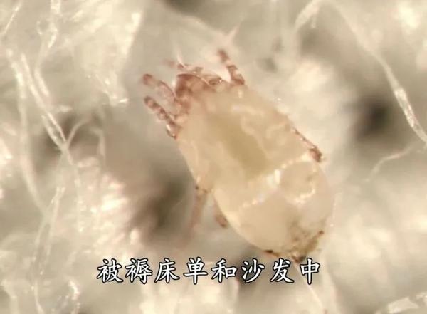 cctv报道: 新床单睡一周,滋生1000万只螨虫军团 不流通的空气, 与