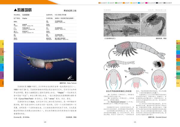 《生物简史图鉴》寒武纪之加拿大3(伯吉斯页岩动物群)