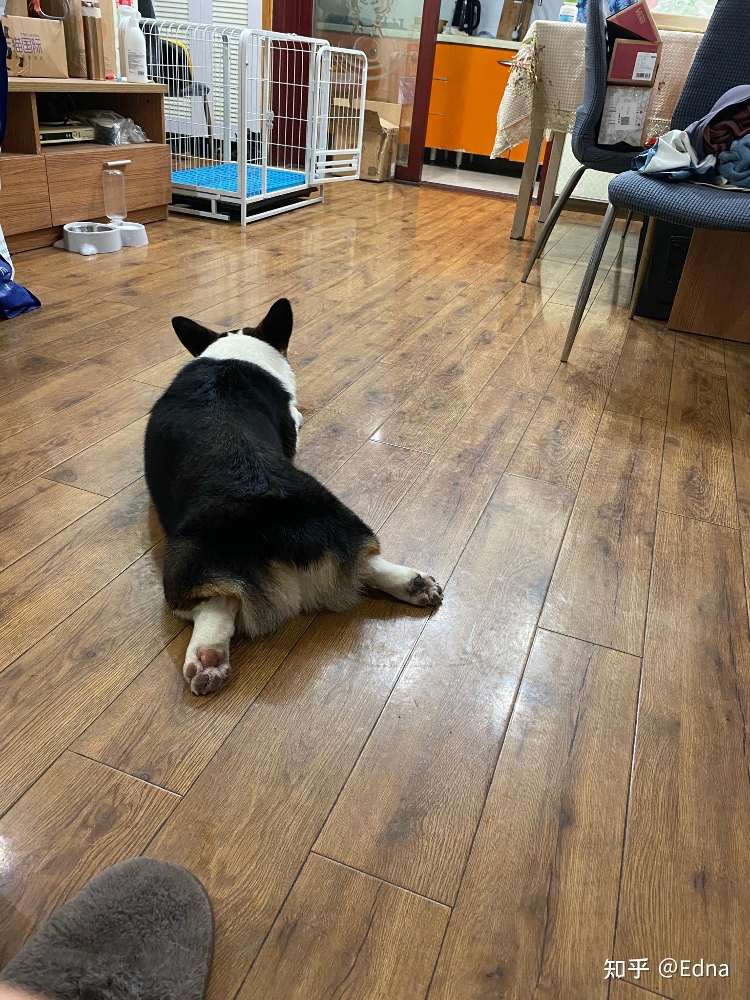 为啥我家柯基板鸭趴只会一个脚