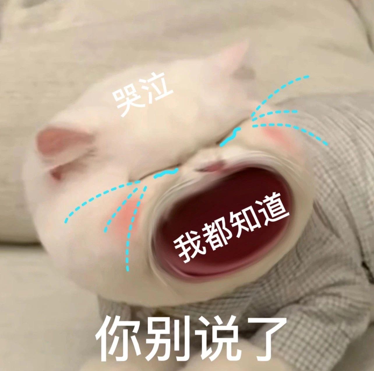 有没有大嘴猫咪的表情包