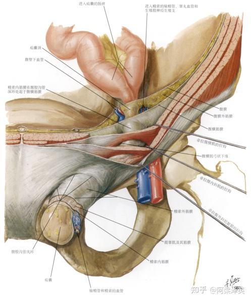 腹外疝基础解剖图速懂干货