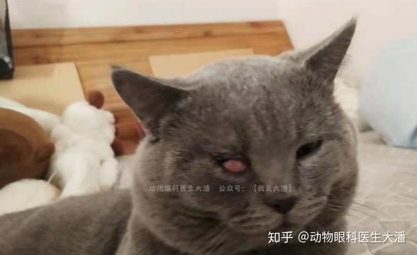 猫第三眼睑增生,猫樱桃眼,治疗后痊愈了.