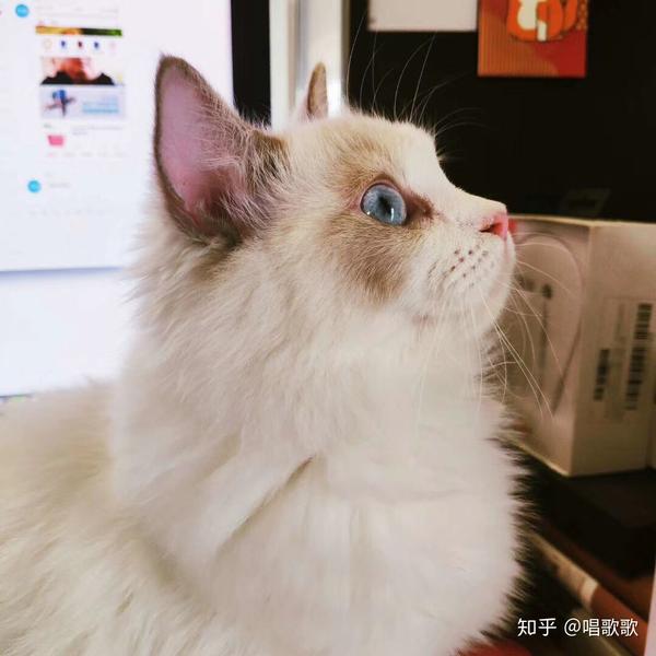 市场上买的布偶猫要多少钱?