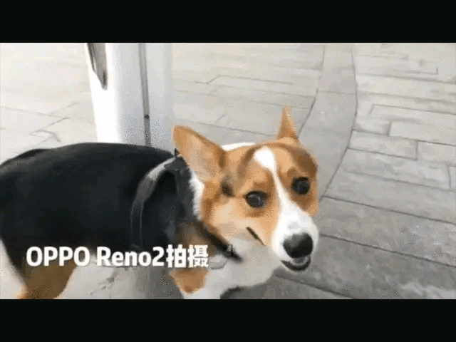 论优秀铲屎官的n条职业修养拍不好萌宠视频首先pass掉