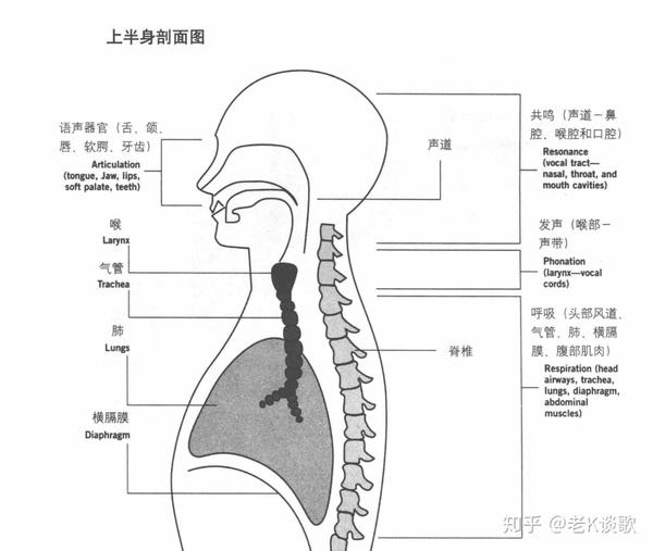 声带振动产生的声音通过在你喉咙,口腔和鼻腔(共鸣腔)的共鸣而产生