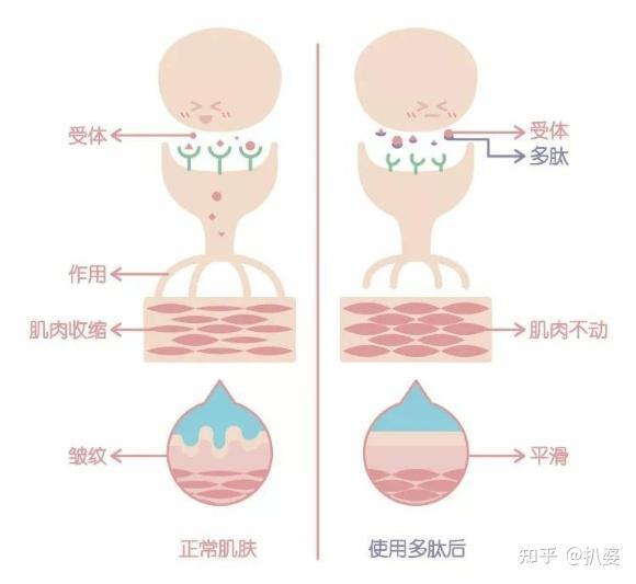 深扒抗老成分三巨头:视黄醇,多肽,玻色因