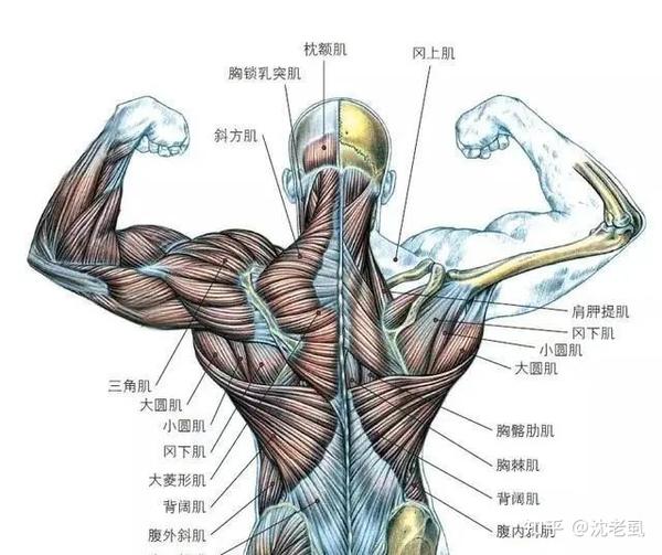 背部肌肉主要是 : 背阔肌,斜方肌,竖脊　.