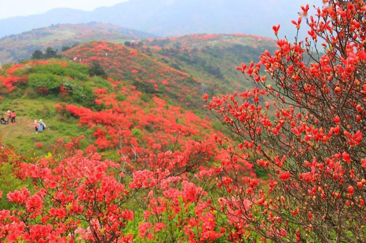 桃源尖六春湖杜鹃花海浙江第一索上山更轻松