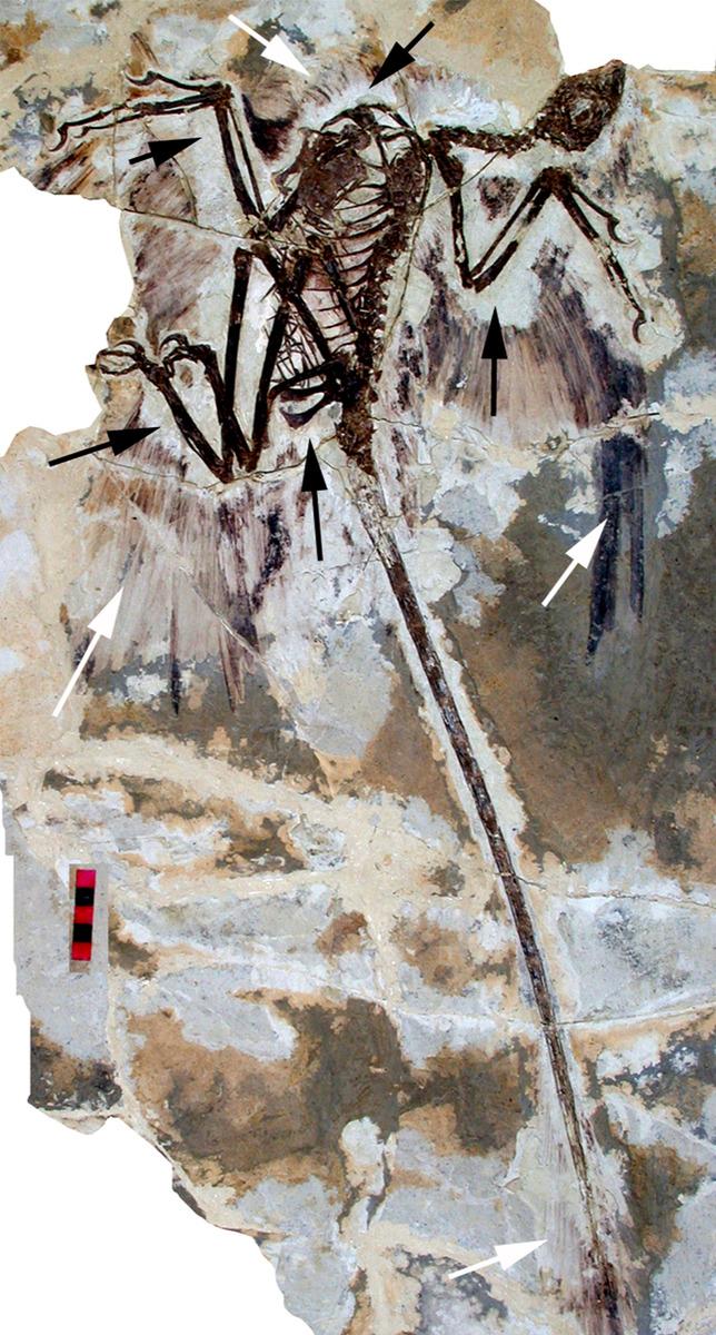 始祖鸟化石今天,当我们看到鸟类长有羽毛,可以在天空自由飞翔时,并不
