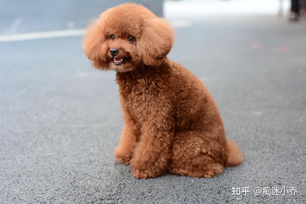 2.泰迪犬