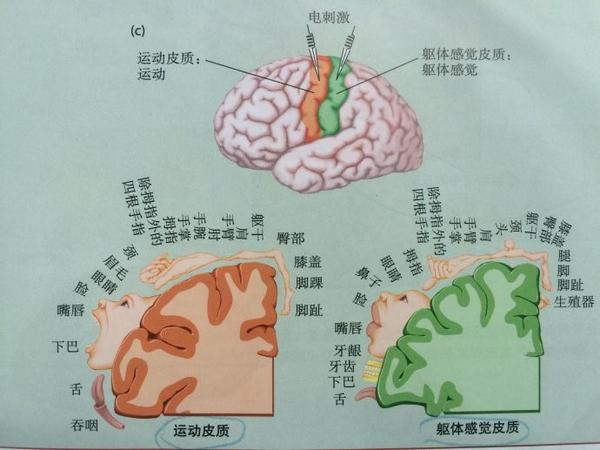 1. 电刺激示意图和运动 / 躯体感觉皮层的拓扑地形图.