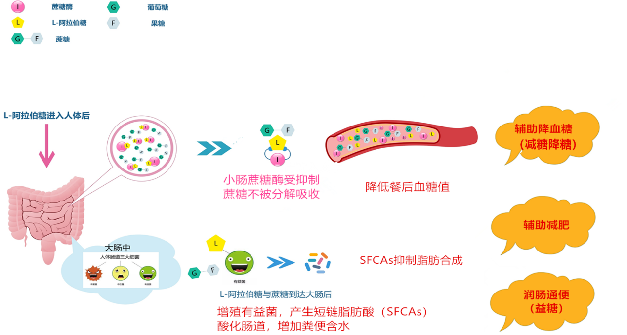 l-阿拉伯糖对α-葡萄糖苷酶抑制活性的体外试验研究