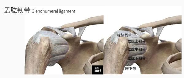 肩关节肌骨解剖学——盂肱关节静态稳定:韧带