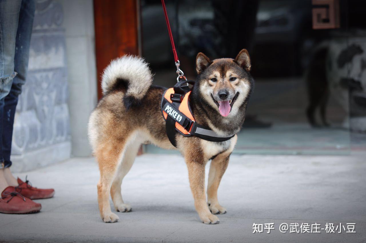 我家柴犬是啥颜色的