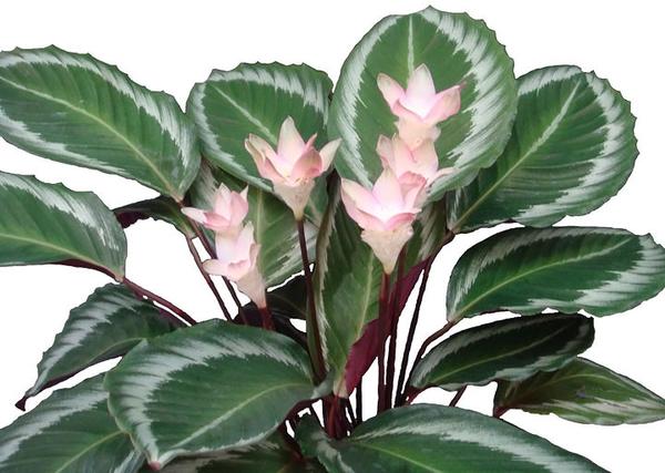 色彩斑斓的室内观叶植物-竹芋