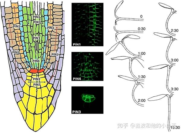 蛋白的表达模式,以及重力刺激下去黄化向日葵幼苗下胚轴的自动校直