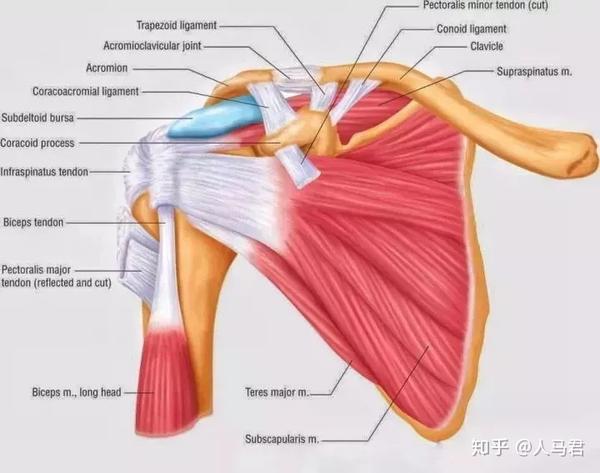 比如,链接肩胛骨和肱骨的一组肌肉——肩袖肌肉群.