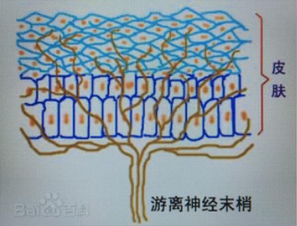 首先,要知道人被扎为什么会疼,被扎感觉到疼痛是因为游离神经末梢的