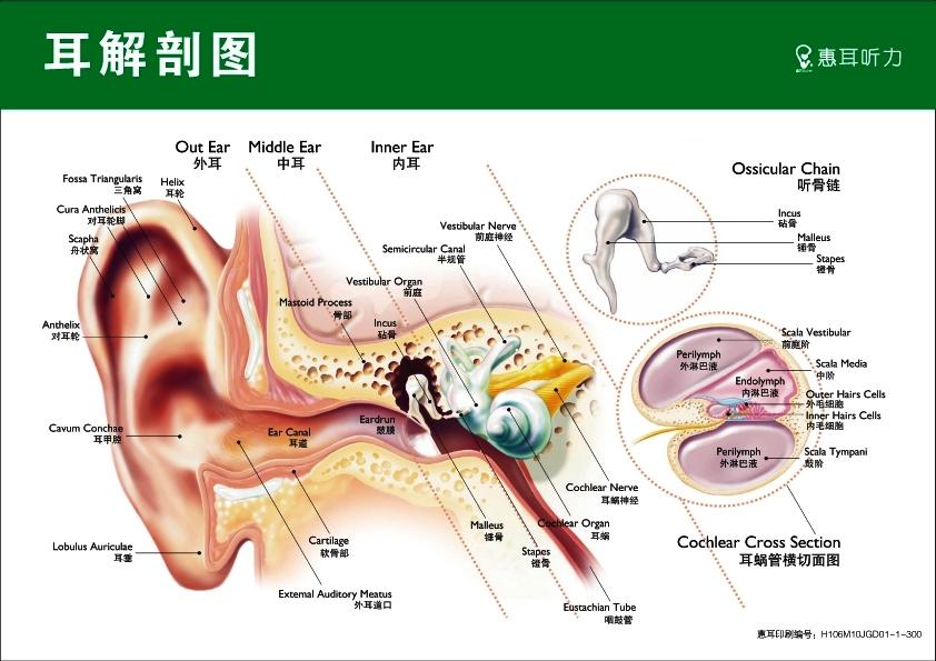 耳朵的内部结构是什么样的?