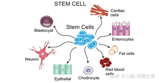 Stem Cell