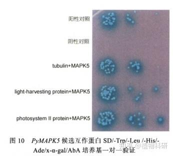 条斑紫菜酵母双杂交文库的构建及pymapk5互作蛋白的筛选