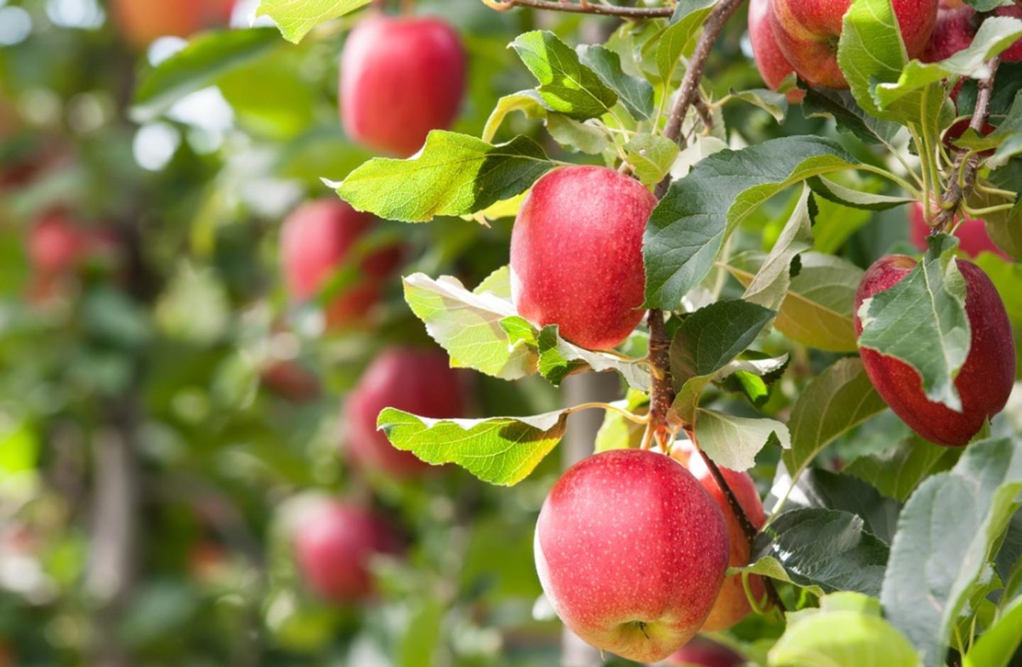 苹果核种苹果树不行苹果要嫁接的才甜