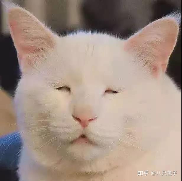 想看看丑丑的小猫咪,有哪些丑萌丑萌的猫猫图看嘛?