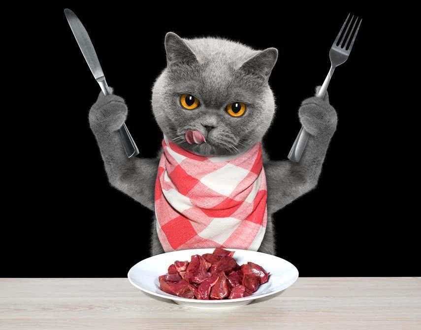 如果你拿肉给它们吃,猫咪会吃得非常快,这是为什么?猫为什么爱吃肉?