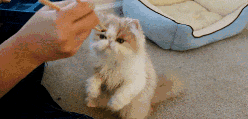 图自:giphy