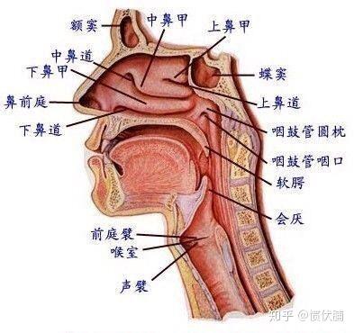 3,合并感染则鼻腔囊肿迅速增大,局部疼痛明显也是鼻前庭囊肿危害.