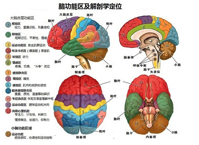 脑疝是什么?我来告诉你!