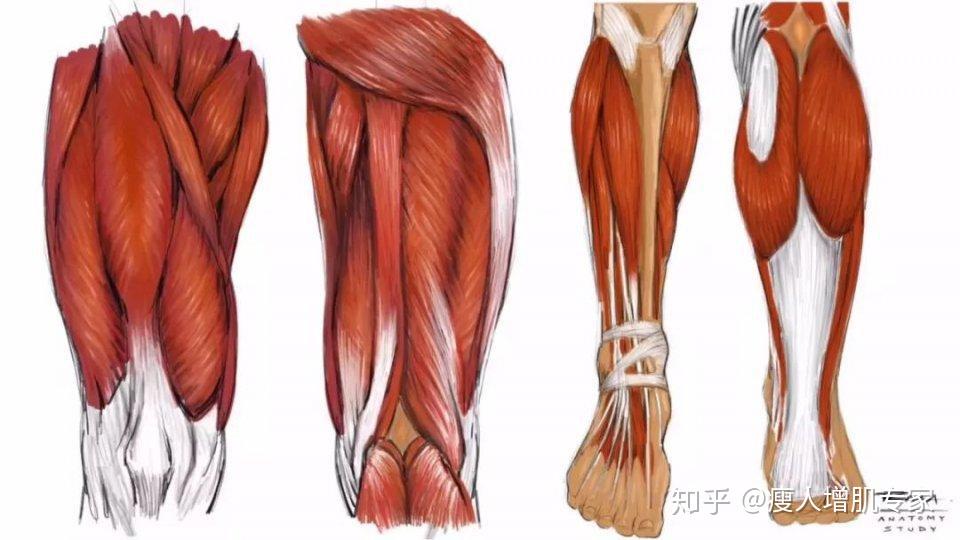 了解身体训练部位的关键点在哪里