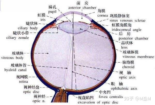 首先简单从前到后看看我们眼睛的结构