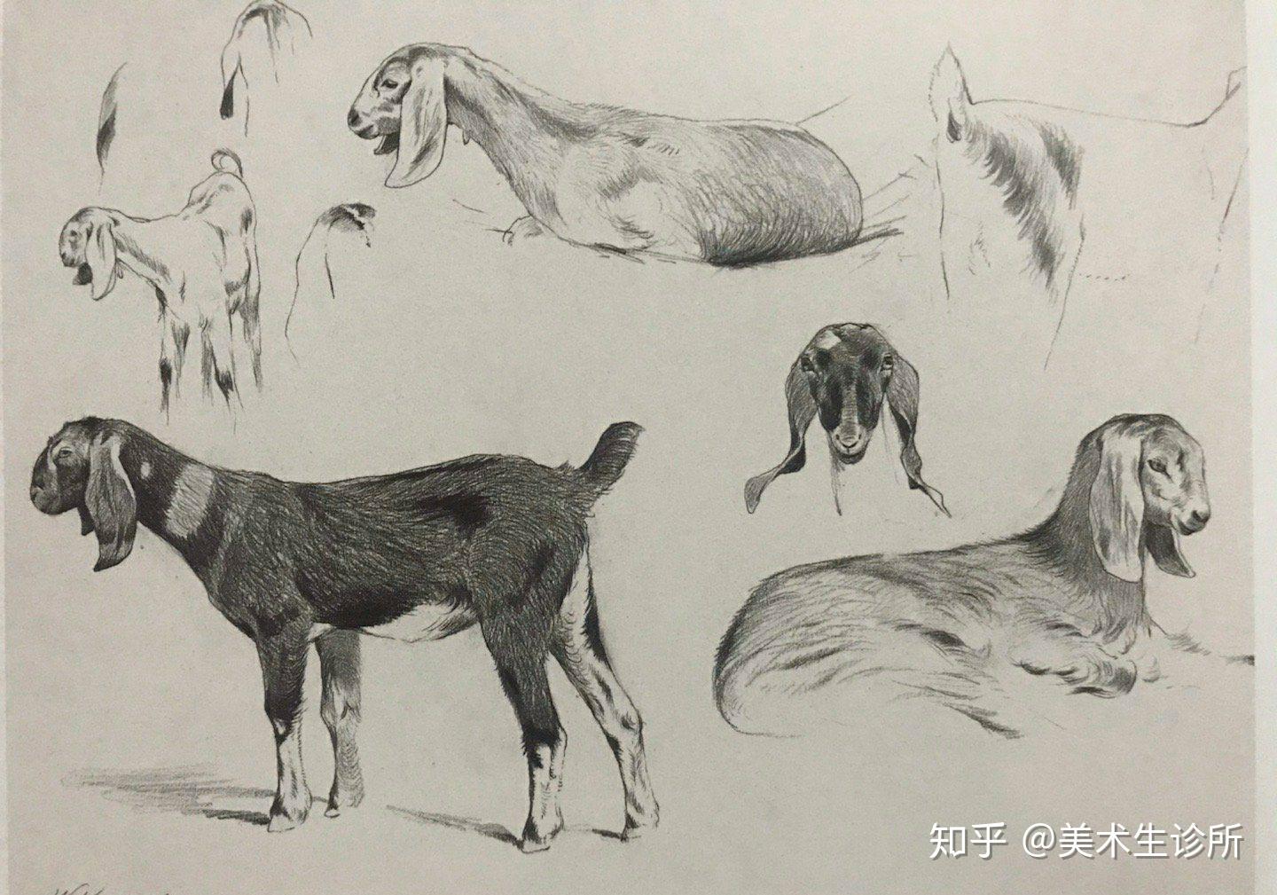 动物素描速写合集收藏起来慢慢画