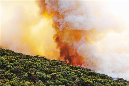 经当地森林公安机关勘察,木里森林火灾的起火点和雷击树木均已找到