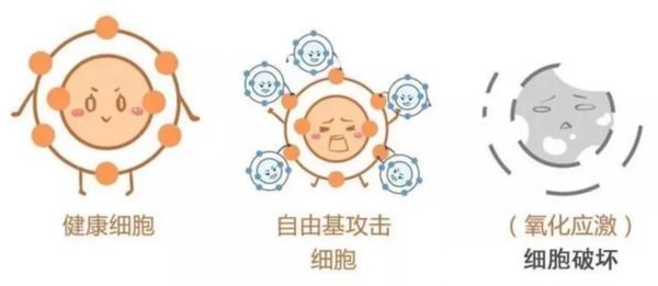 这时自由基就会乱跑乱窜,去攻击细胞,基因,组织