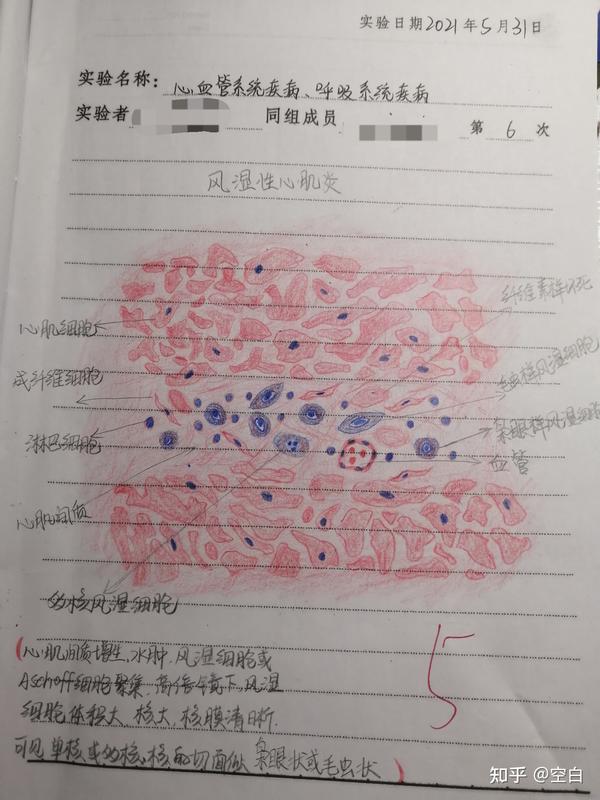 病理学实验(形态学实验二)红蓝铅笔手绘图