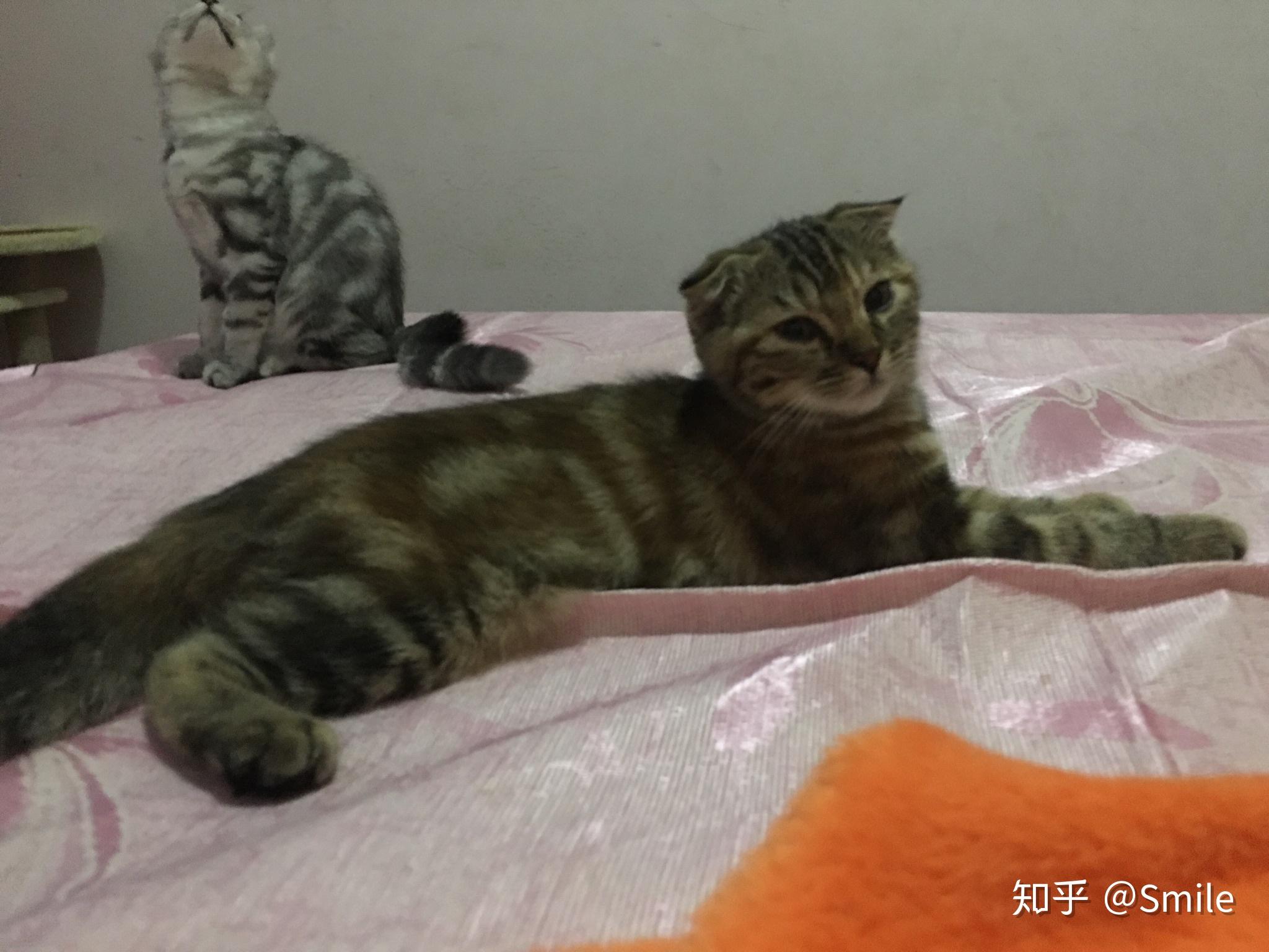 这是什么猫原主说是虎斑英短和蓝猫生的我看着怎么像狸花猫