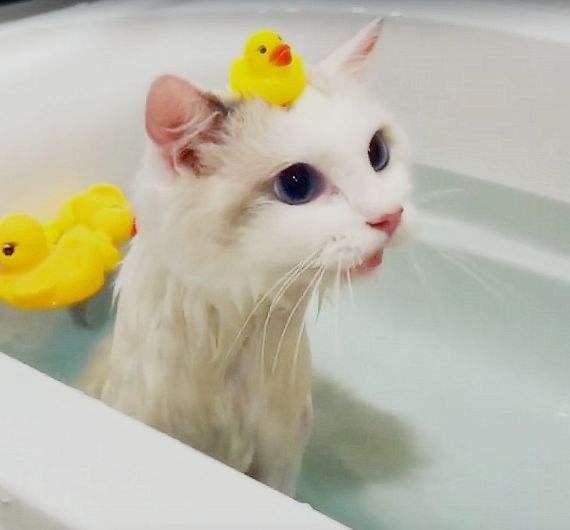 给猫咪洗澡需要注意什么?沐浴露怎么选?