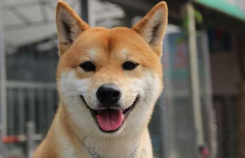 柴犬的优点和缺点,向往优宠_宠物课堂,国内柴犬犬舍哪家好?