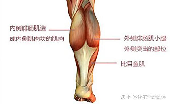 小腿它主要是由后侧浅层的腓肠肌,深层的比目鱼肌以及前侧的胫骨前肌