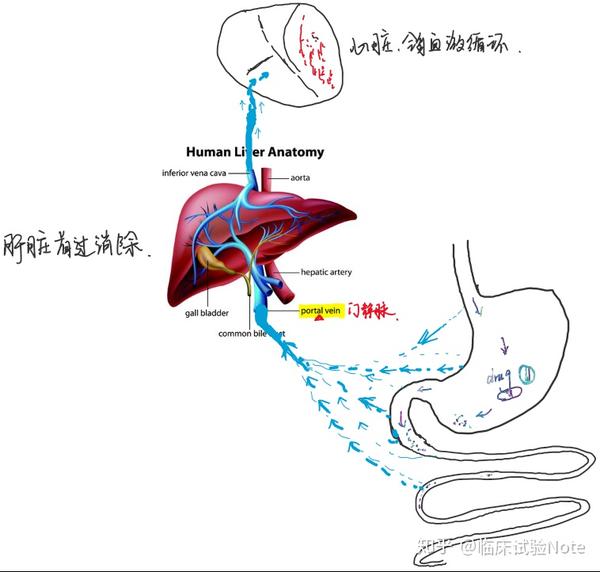 消化系统血液-门静脉-肝脏(首过消除)-血流回流至心脏