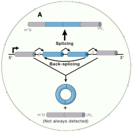 Rna Circrna Mirna