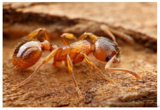 家庭最常见的4种蚂蚁该如何防制?