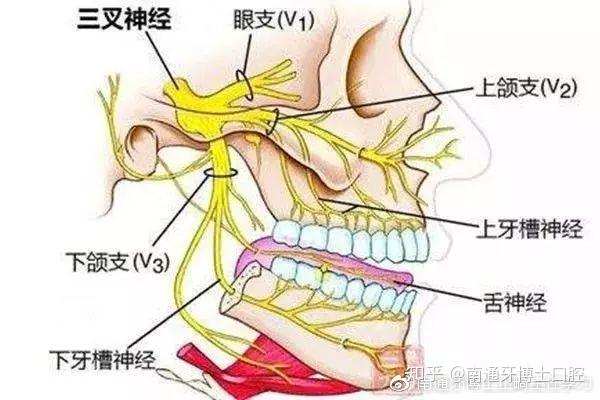 三叉神经疼痛