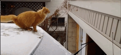 如果猫统治了地球它们就能更好地解决人类的难题