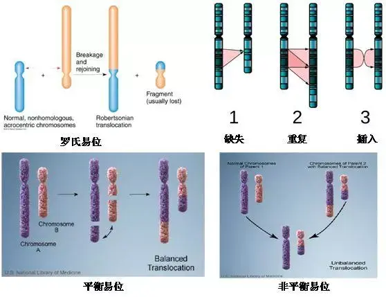 遗传病:如罗氏易位,慢性粒细胞白血病(第22号和第14号染色体易位),9号