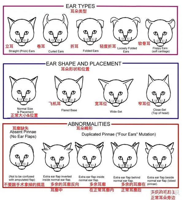猫咪体型,毛发和身体各部位种类汇总表