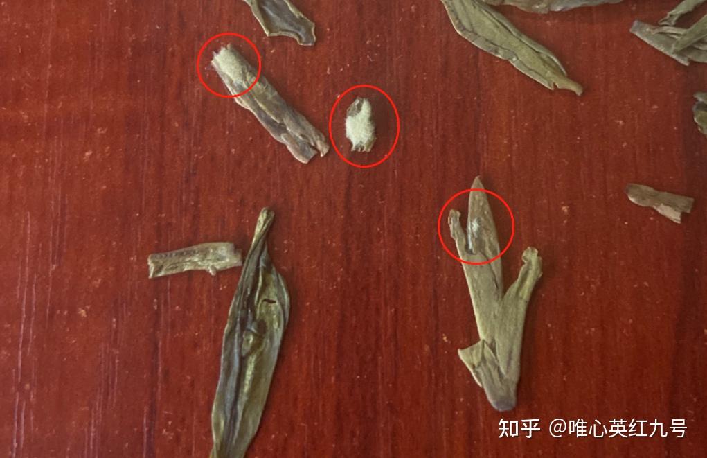 请问一下这是茶叶发霉了还是茶毫