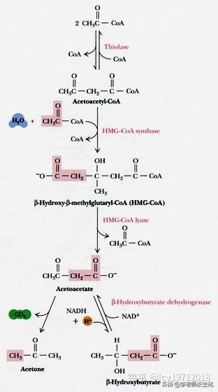 酮体代谢及酮体的多种生理功能